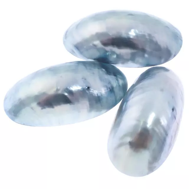 Genuine Nautilus Shell Aka Osmena Pearl Focal Bead Cab Cabochon, 1 3/4"