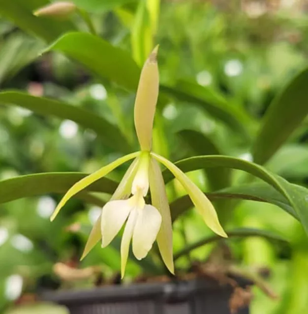 Orquídea Orquídea Epidendrum nocturnum, tamaño de floración (27 L)