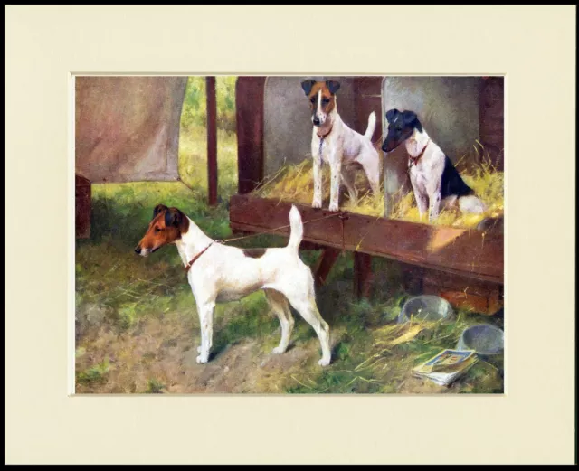 Smooth Fox Terrier Dogs On Bench At Show Great Dog Print Mounted Ready To Frame