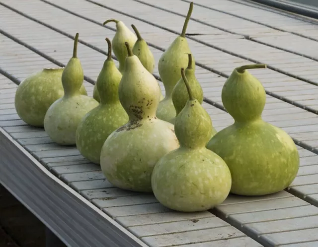 CALABAZA DEL PEREGRINO - Lagenaria siceraria - Calabash 5+  Semillas Seeds C 012