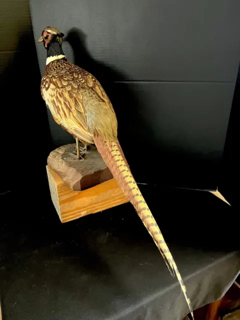 Taxidermy Ring Neck Pheasant With Huge Tall Feathers!