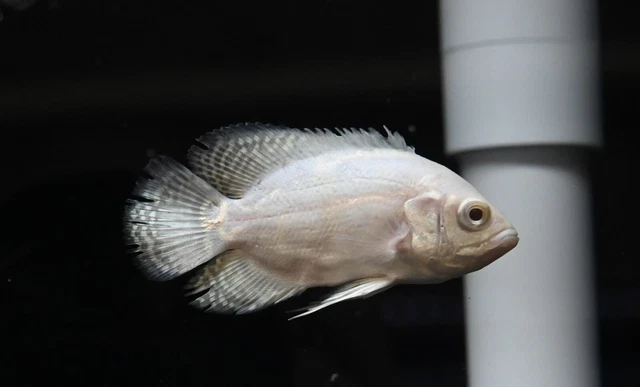 Albino Oscar 2.5-3” (3 Pack) -Live Freshwater Tropical Aquarium Fish