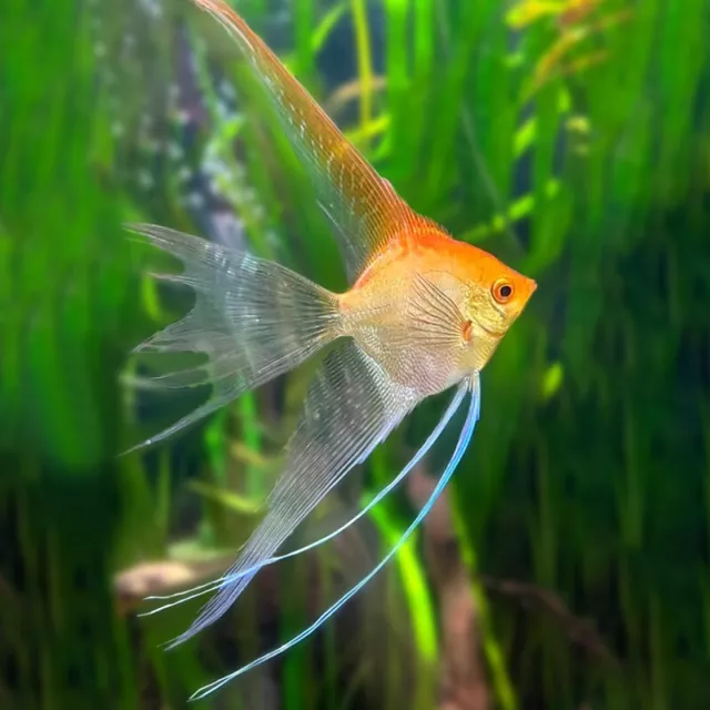 Gold Long Fin Angelfish | Pterophyllum Scalare | South American Cichlid