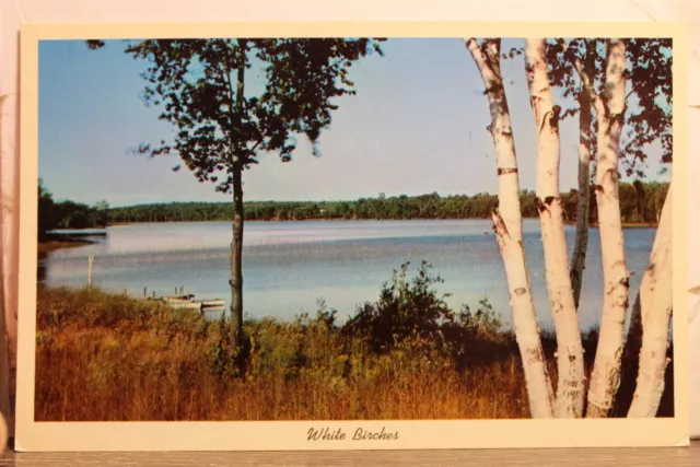 Scenic Lake White Birches Postcard Old Vintage Card View Standard Souvenir Post