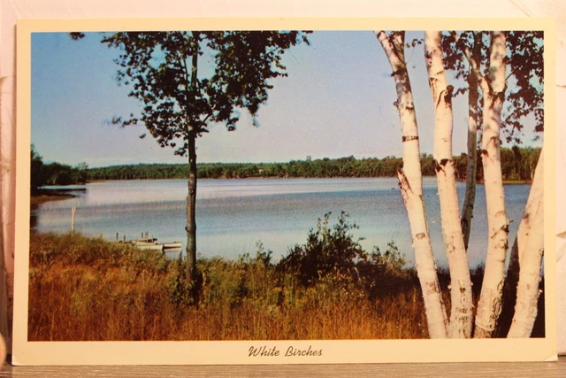 Scenic Lake White Birches Postcard Old Vintage Card View Standard Souvenir Post