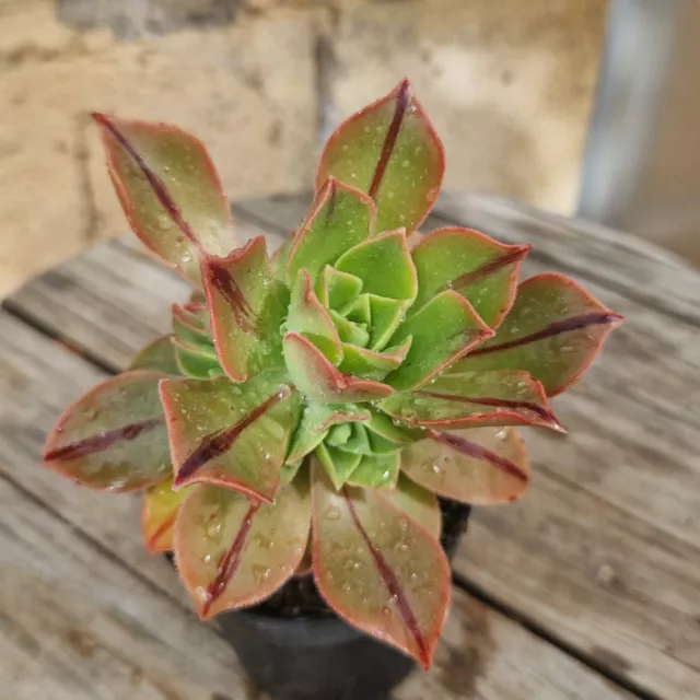 Aeonium Leucoblephaurum 6,5 cm. pot rare cactus echeveria sedum greenovia