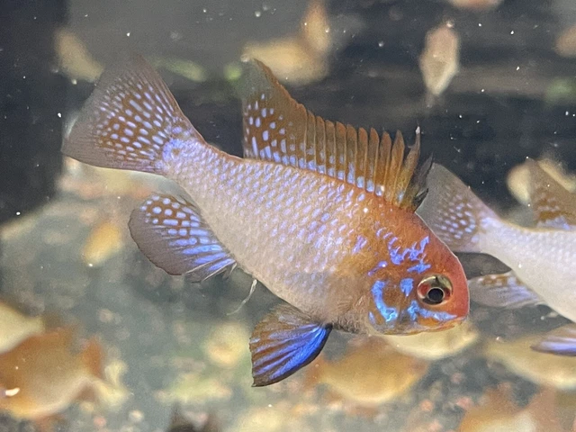 Cichlid Ram- German Angel  Blue Ram - RARE FISH