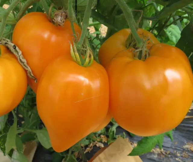 YELLOW OXHEART TOMATO 20+ seeds huge heart shaped heirloom tomato spring summer