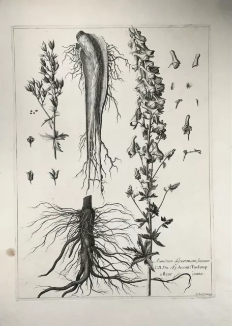 1720C Wolf ’S Bane, Nicholas Robert (1610-1684 ); 54cm, Enorme Folio Grabado