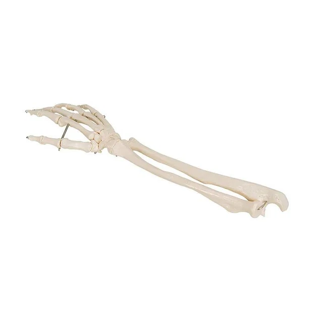 Simulation Art Medical Hand Bone With Ulna Radius Model Forearm Bone Supplies
