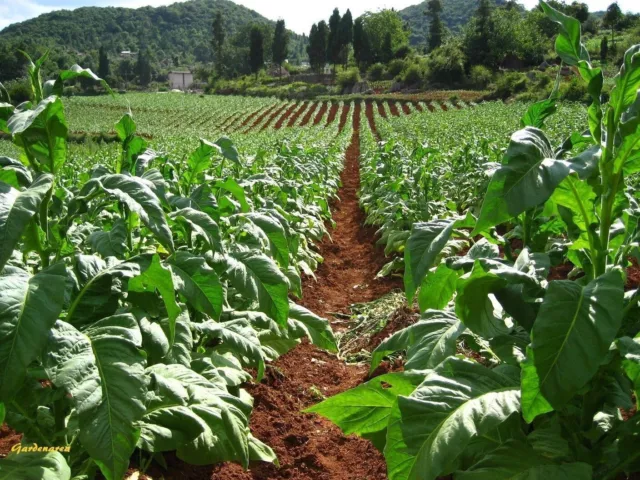 2500 Graines de tabac BIO, tobacco 'Nicotiana tabacum' Virginia Gold seeds