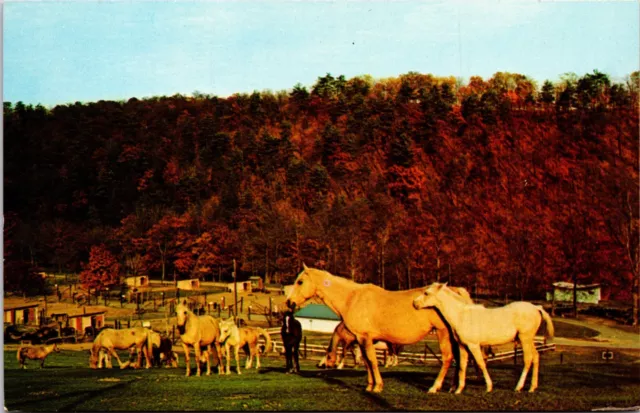 Postcard Schnecksville Pennsylvania - Trexler Lehigh County Game Preserve