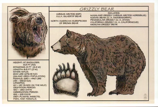 Grizzly Bear, Information Diet Body Paw etc. -- Modern Technical Animal Postcard