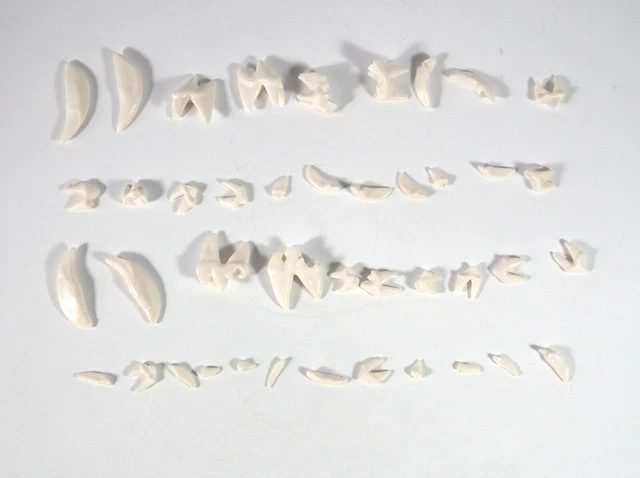HS canine Teeth Model Veterinary VET Anatomy Dog display study medical 42pc