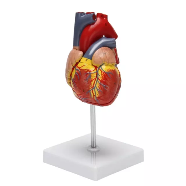 1: 1 Human Heart Model, Anatomically Accurate Heart Model  Size Human8158