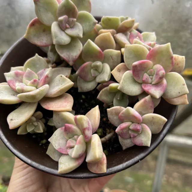 Graptopetalum 'Purple Delight' Succulent In 15cm Pot. Multi Headed