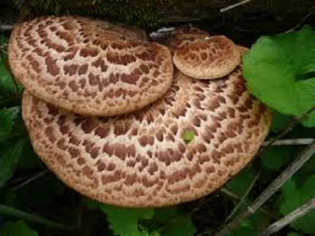 Polyporus squamosus MUSHROOM Mycelium 10.000 + fresh seeds Spores $9.9O