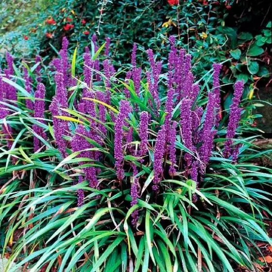 Liriope Muscari immergrün horstbildend pflegeleicht