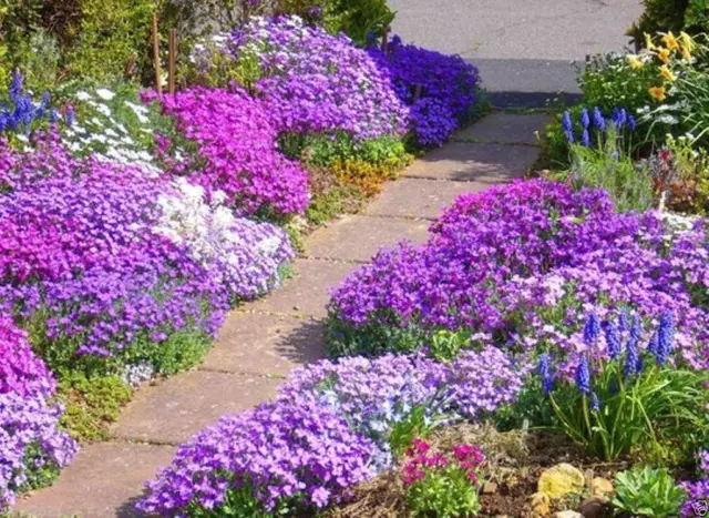 Aubretia Cheeky Mixed, Fab Hardy Perennial, Sow Feb-June. Bee Friendly 150 Seeds