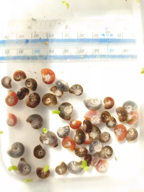 15 Ramshorn Snails Clean Up Crew UK Native Wildlife  Pond Live Fish Food Algae