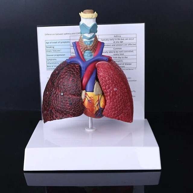 HUMAN LUNG MODEL Anatomical Respiratory System Anatomy Teaching Tool ...