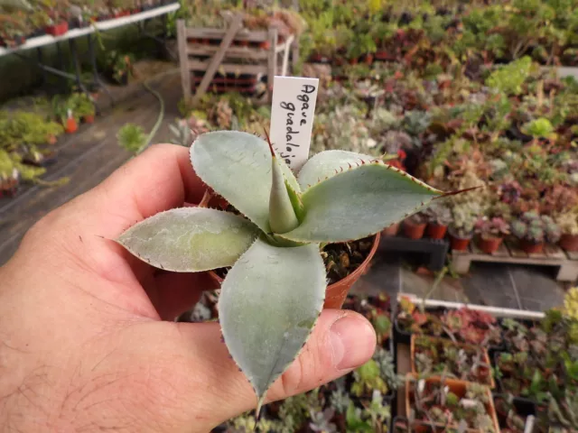 Agave guadalajarana succulent pot5cm frosthardy xeryscapping wysiwyg