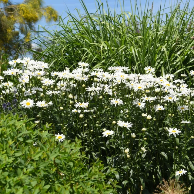 Leucanthemum Snowdrift 1 Litre Hardy Perennial Potted Garden Plants T&M