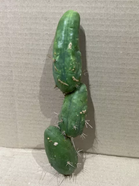 Cactus.         TBM.      Cacti.        (1)