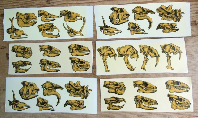 Calcomanía de cerámica tobogán acuático calaveras negras de animales fósiles SIN PLOMO SEGURO PARA ALIMENTOS