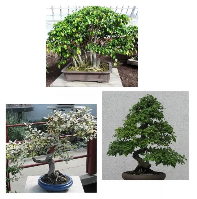 SAMEN Bonsai Einsteiger Set ÖLWEIDE WEISSDORN BIRKENFEIGE Zimmer Garten Bäume