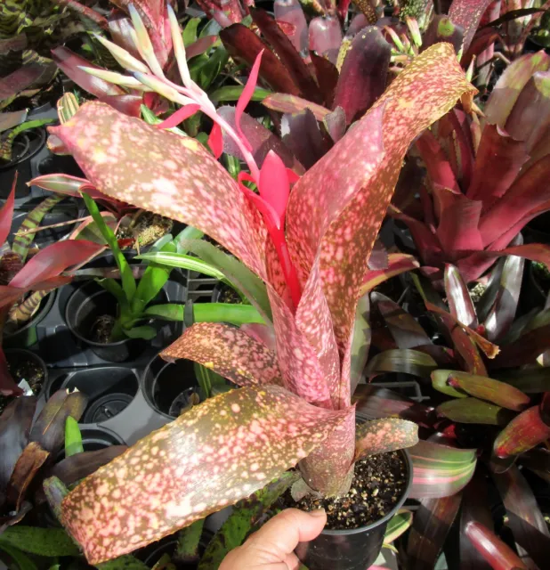 BROMELIAD Billbergia Carrone's PINK CHAMPAGNE Beautiful Colorful Hybrid! Offset!