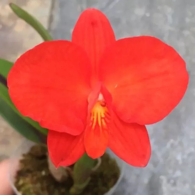 Cattleya pumila X Sophronitis coccinea Orchid Purple Red Orange NBS 2” Pot