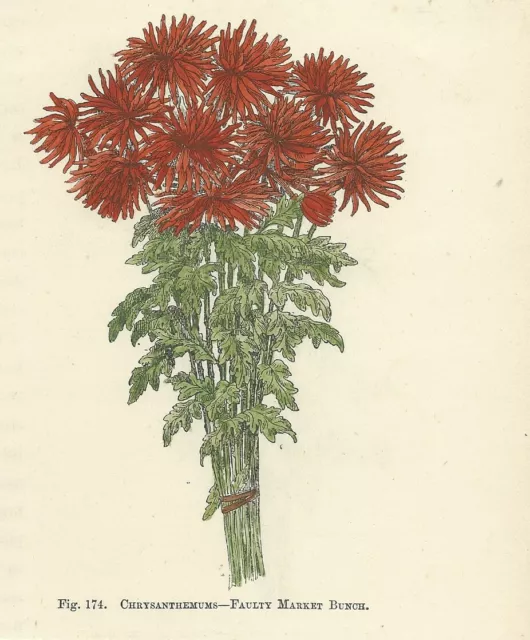 CHRYSANTHEMUMS CRISANTEMI Stampa antica 1896 di FIORI Incisione inglese botanica