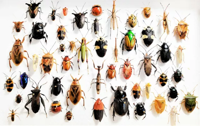 LOT OF 10 pieces mixed lot of assorted beetles bugs insects collection