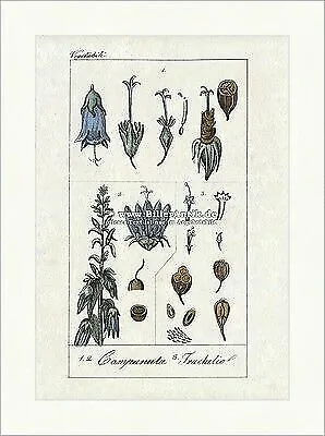 Glockenblumen Campanula Trachelium Glockenblumengewächse Blüten Samen Buffon 428