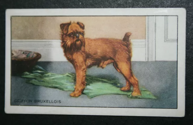 GRIFFON BRUXELLIOS   Original 1930's Illustrated Dog Card  QC19M