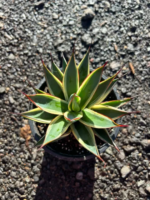 Agave Snow Glow  in 13cm Pot