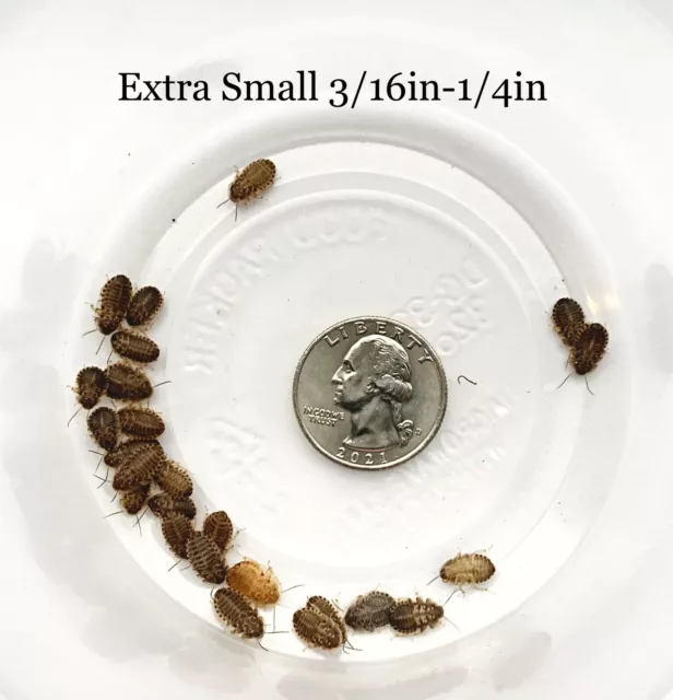 Dubia Roaches Small, Medium, & Large - Live Arrival, Free Shipping, & Heat Pack