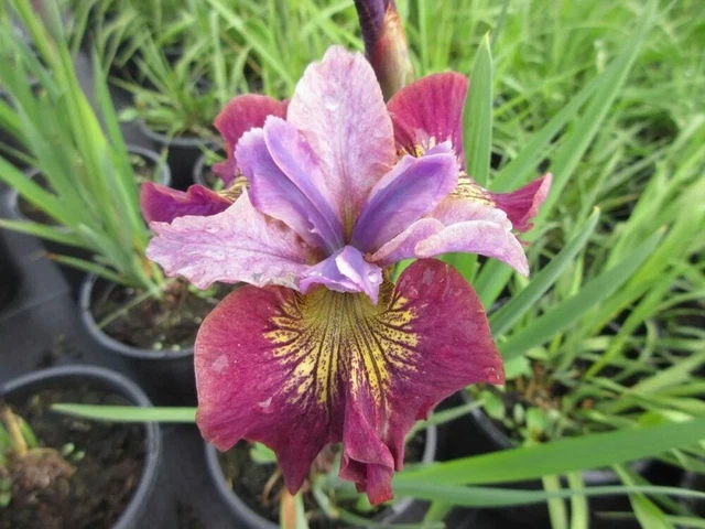 Miss Apple Siberian Iris Root, Bulb, Great for any Garden, Great as a Houseplant