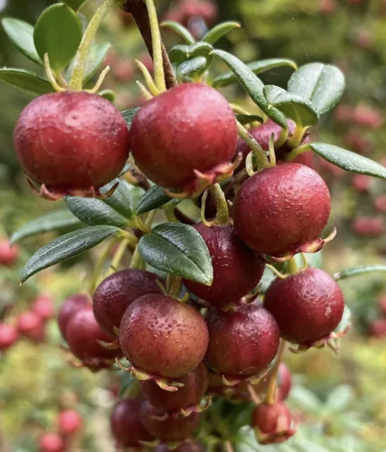 Chilean Guava Seeds - Ugni Molinae Guavas - Fruit Seeds - LIMITED STOCK