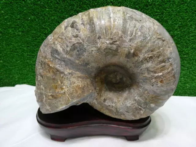 Yupaki  Ammonite (with shell  both sides   one sided rolling) Hokkaido  Dafu