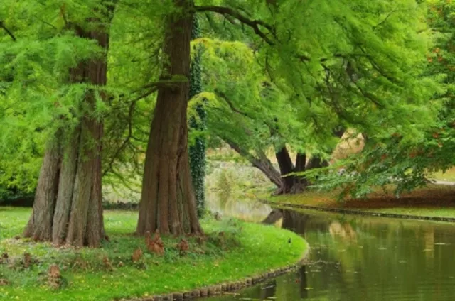 Urweltmammutbaum Chinesisches Rotholz Metasequoia glyptostroboides 20 Samen