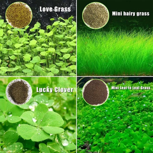 Plant Seed Fish Tank Aquarium Aquatic Hairy Water Grass Decor Garden Foreground