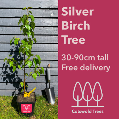 1 Silver Birch Tree 3-4ft in a 1L Pot Stunning Winter Colour,Betula Pendula Plant 3fatpigs® 
