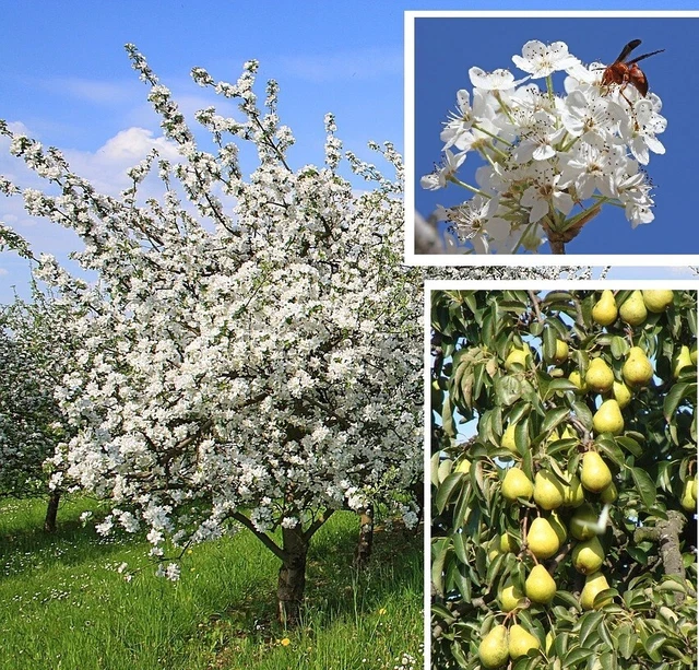 2 WINTERHARTE OBSTBÄUME Birne Apfel schnellwüchsig exotische Pflanzen