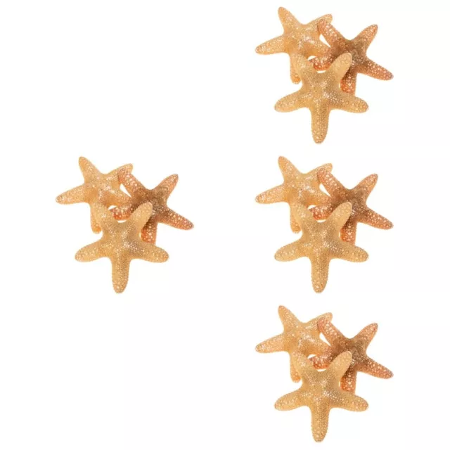 12 piezas decoración de estrellas de mar naturales decoración de estrellas de mar