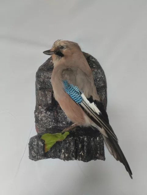 Taxidermy Off A Real Stuffed Jay