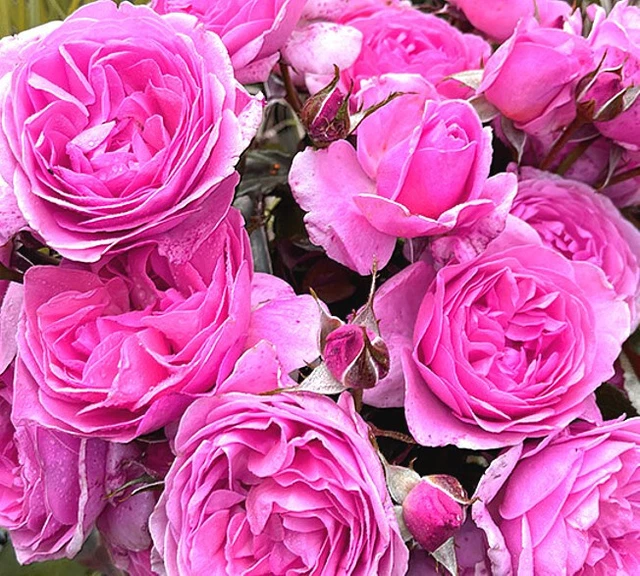 10x Graines De Rosier Violet Foncé - Climbing Dark Purple Rose Rosebush Seeds - Foto 5