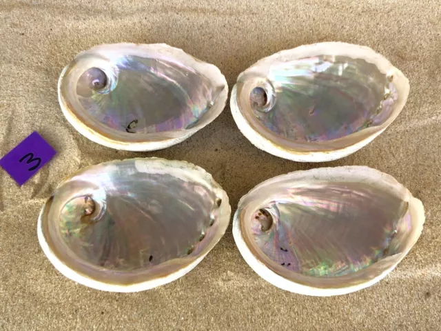 Abalone Shells Natural MOTHER OF PEARL  4pcs @ 10cm Green Lip South Australian 3