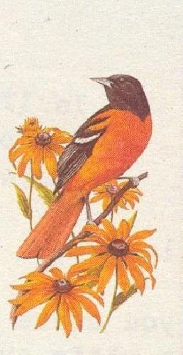 Arthur Singer Baltmore Oriole and Black Eyed Susan